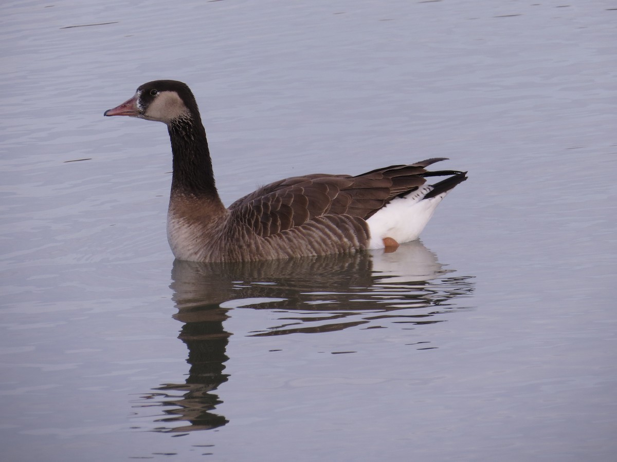 Graylag x Canada Goose (hybrid) - ML22872791