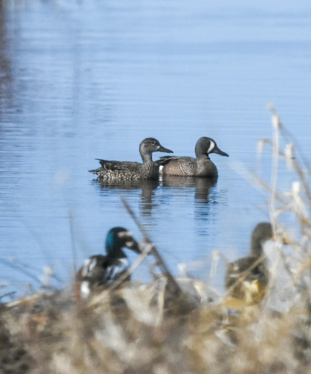 Blue-winged Teal - ML228728761