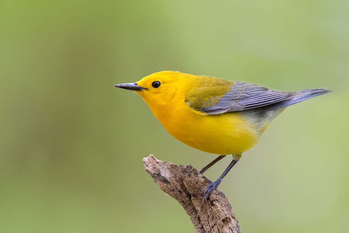 Prothonotary Warbler - Tyler Ficker