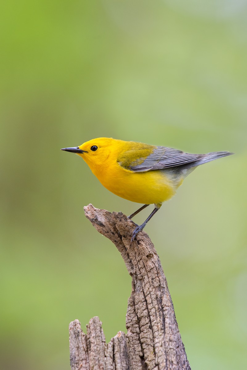 Prothonotary Warbler - ML228731761