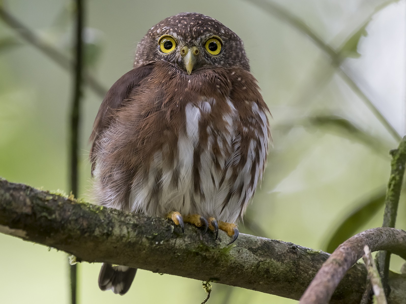 Central American Pygmy-Owl - fernando Burgalin Sequeria