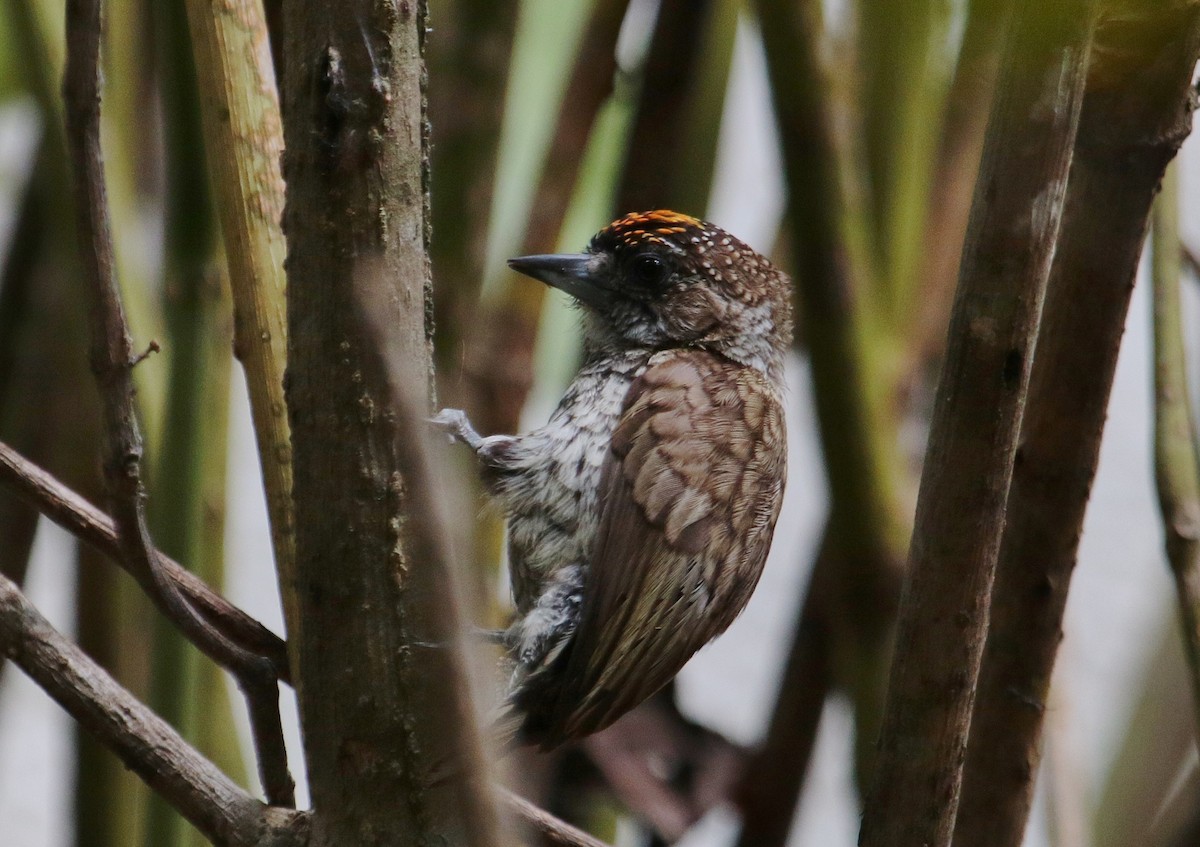 Scaled Piculet - ML228734091