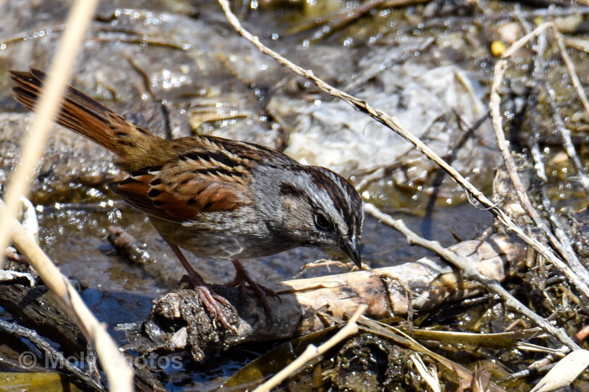 Swamp Sparrow - Lyne Ouimet