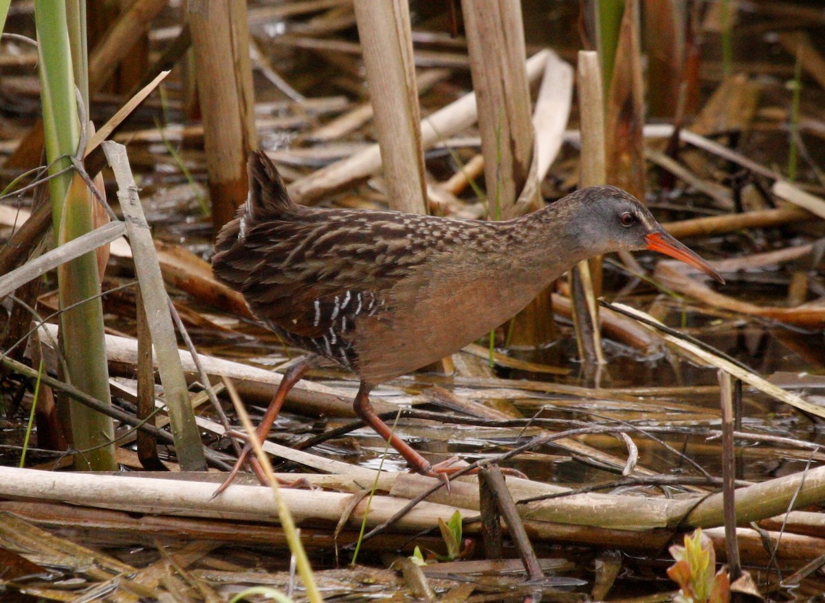 EBird Checklist 28 Apr 2020 Noel Dorwart Park 21 Species