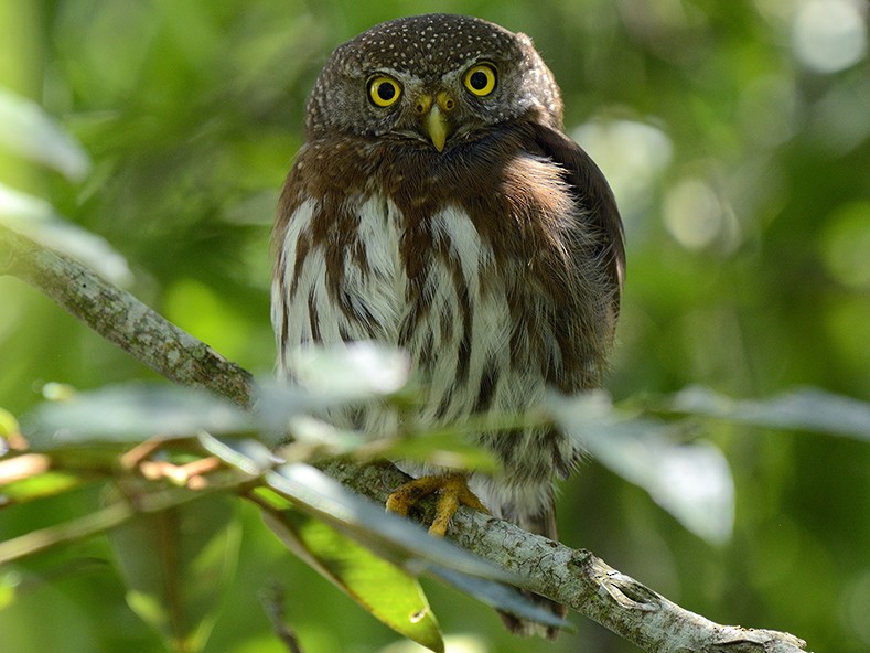 Tamaulipas Pygmy-Owl - Andres Rios