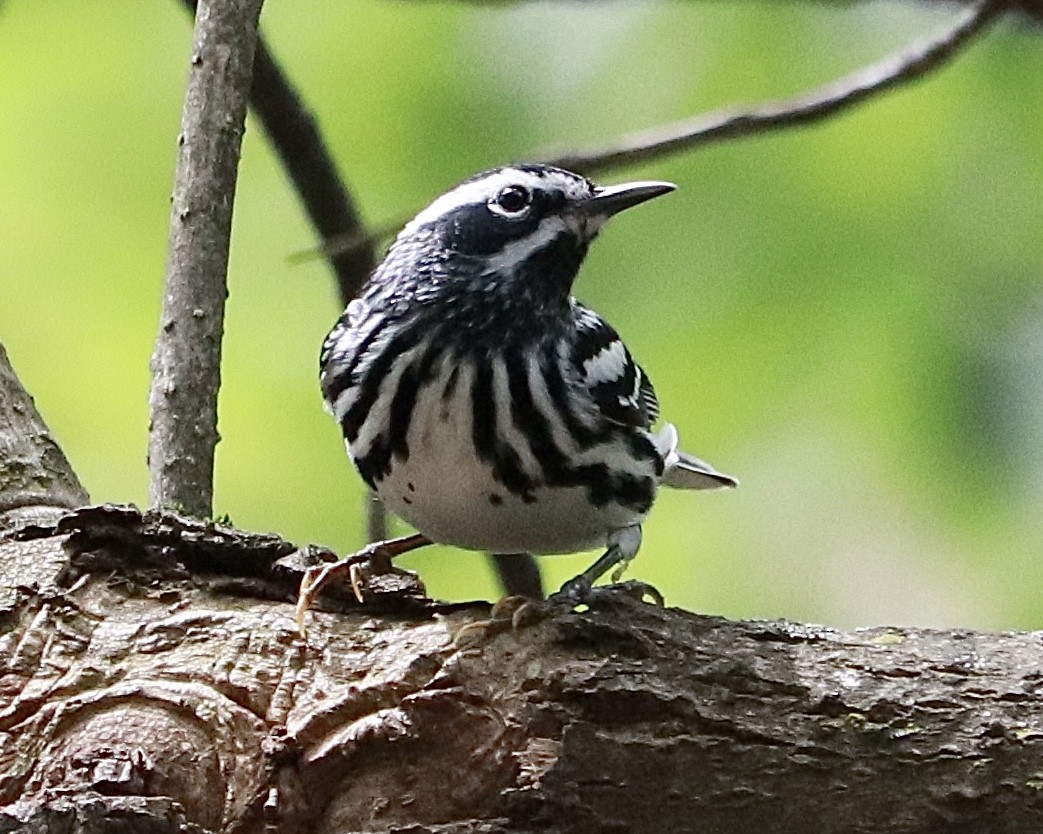 Black-and-white Warbler - ML228741031