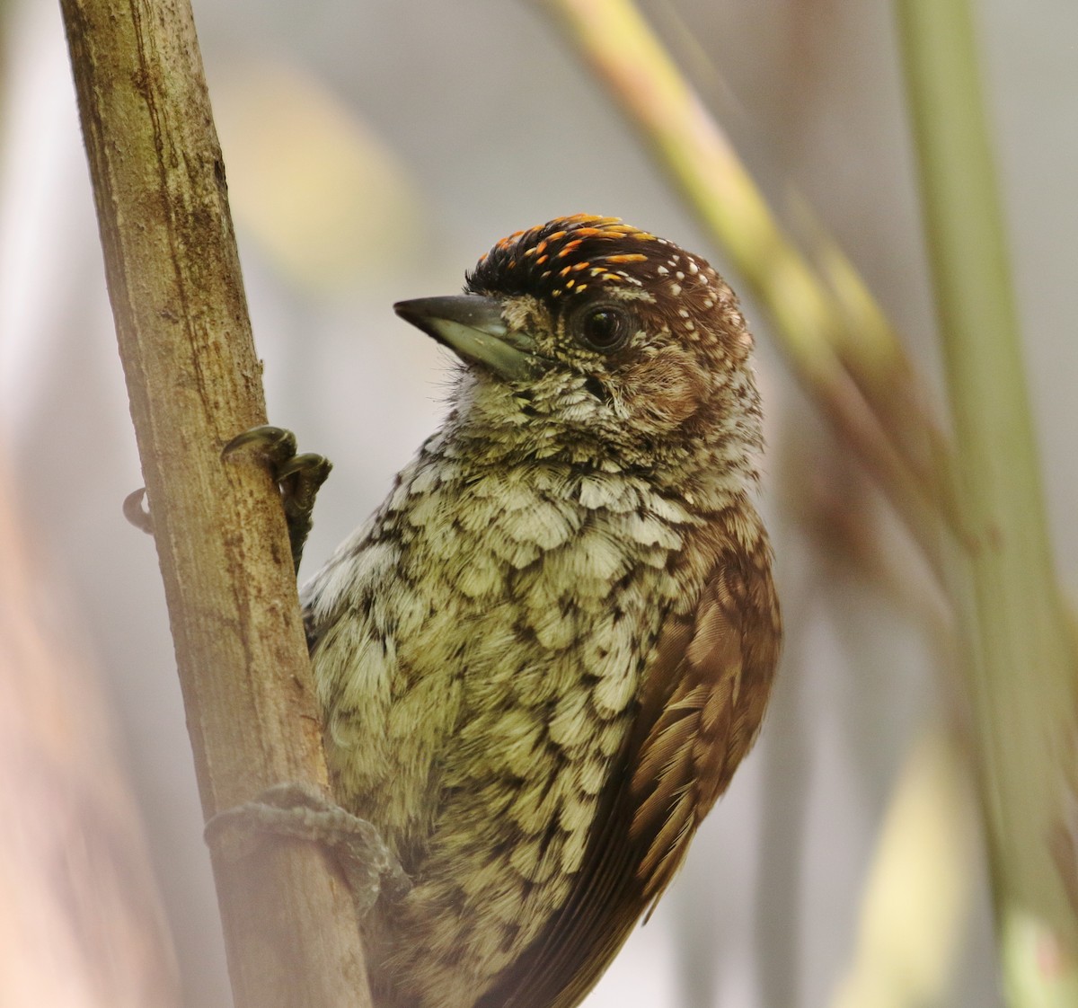 Scaled Piculet - ML228743901