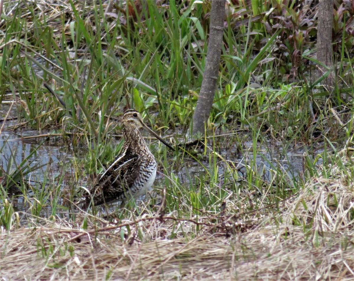Wilson's Snipe - Kevin Topping