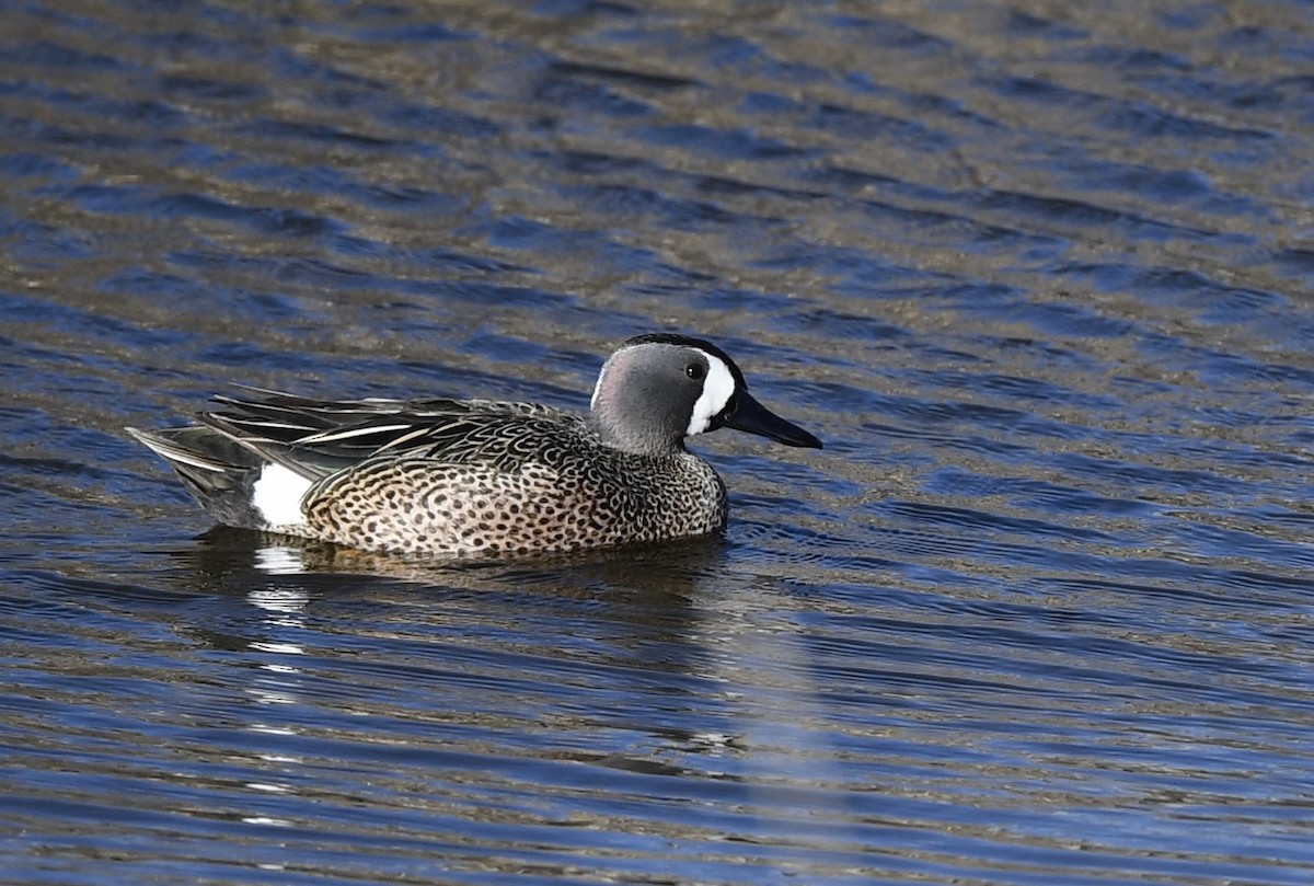 Blue-winged Teal - ML228745381