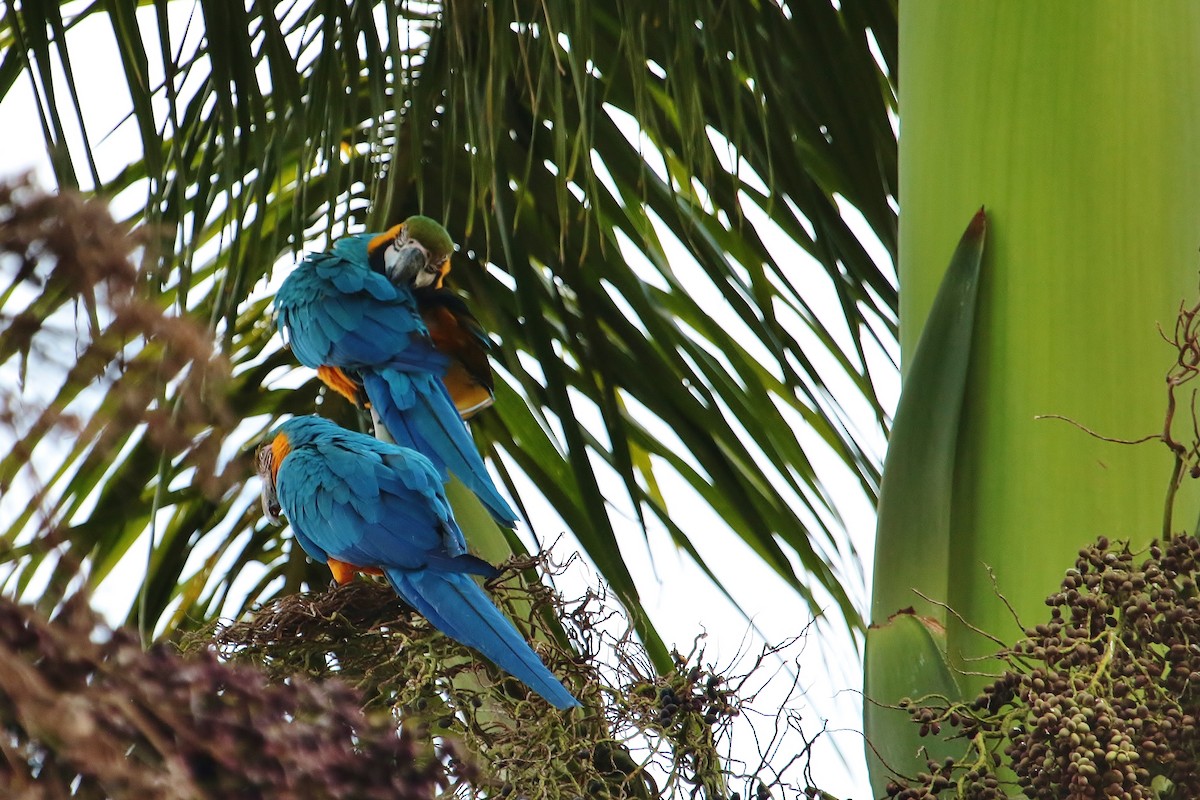 Blue-and-yellow Macaw - ML228745641