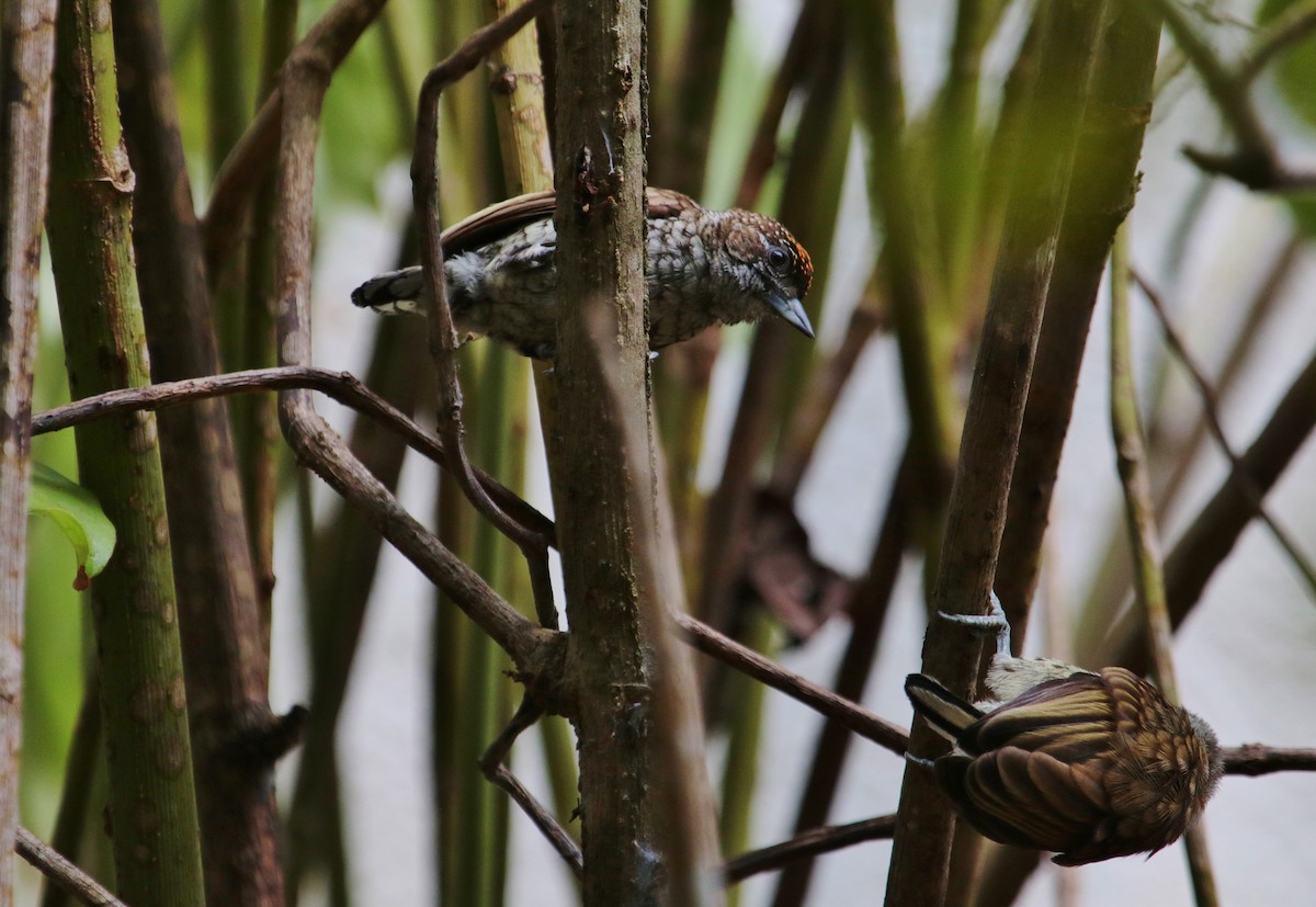 Scaled Piculet - ML228745711