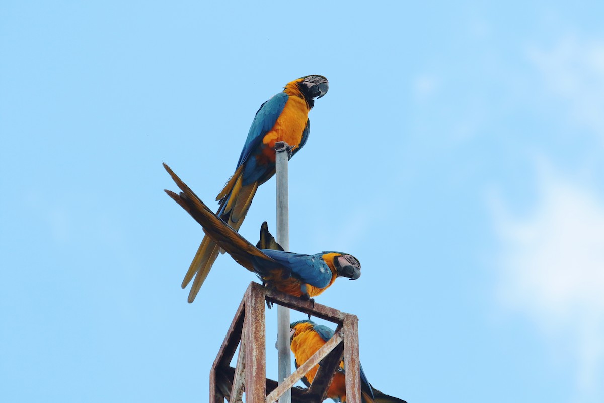 Blue-and-yellow Macaw - ML228747071