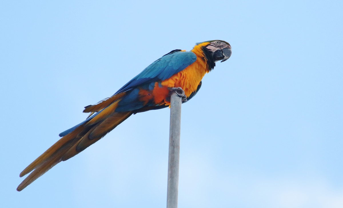 Blue-and-yellow Macaw - ML228747301