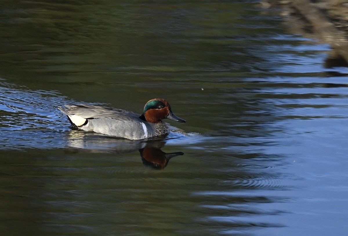 Green-winged Teal - ML228747811