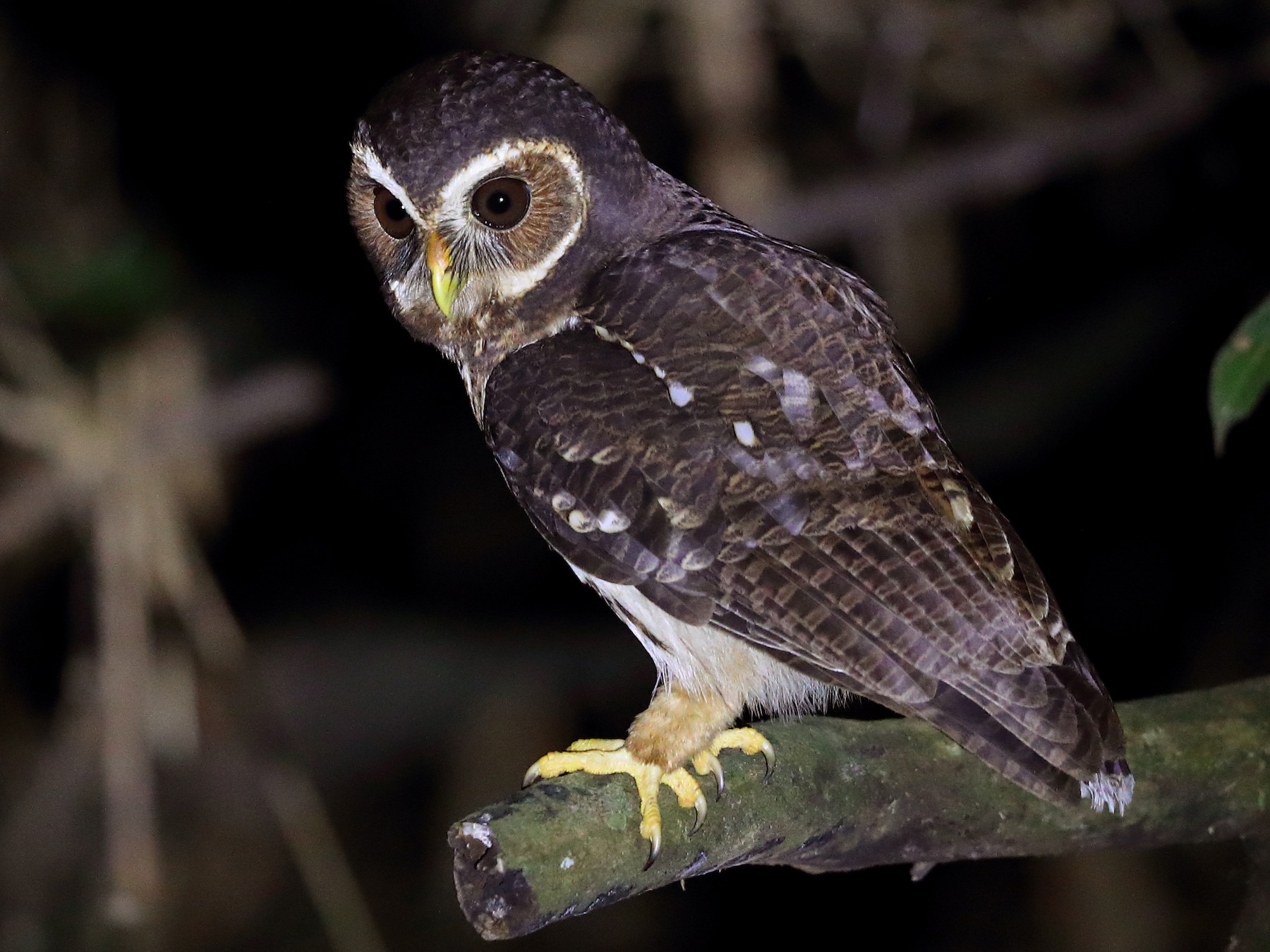 Mottled Owl - Jon Irvine