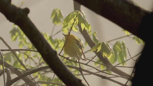 Prothonotary Warbler - ML228753411