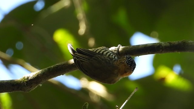 Ochre-collared Piculet - ML228754221