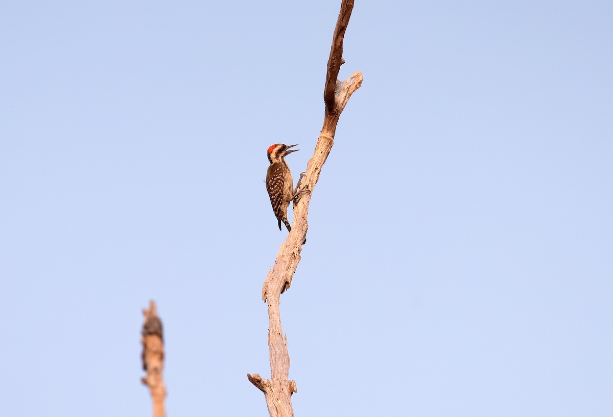 Brown-backed Woodpecker - Shailesh Pinto