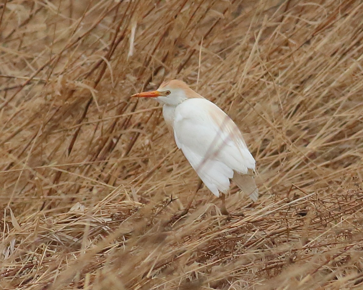 Western Cattle Egret - Thomas Anderson