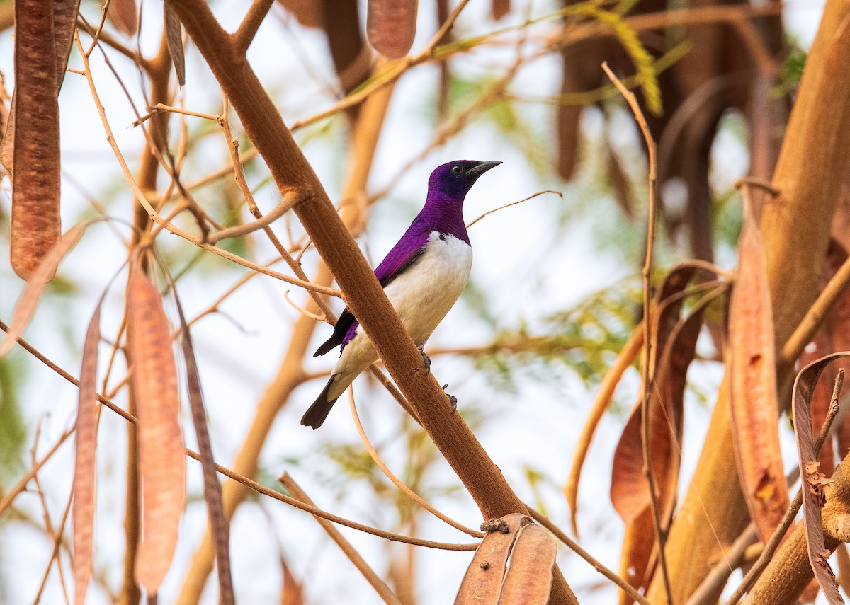 Violet-backed Starling - ML228764971