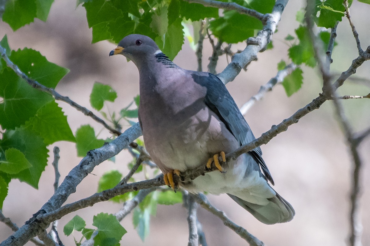 Band-tailed Pigeon - James Hoagland