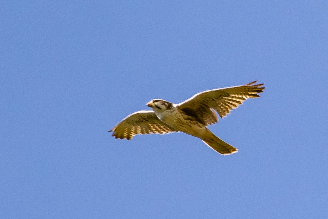 Prairie Falcon - James Hoagland
