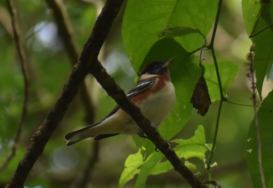 Bay-breasted Warbler - ML228772661