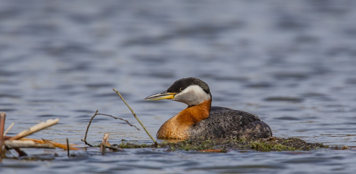 Red-necked Grebe - ML228773361