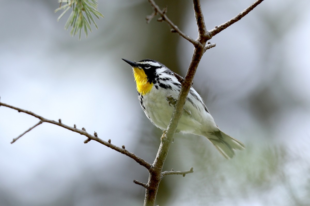 Yellow-throated Warbler - Aaron Maizlish