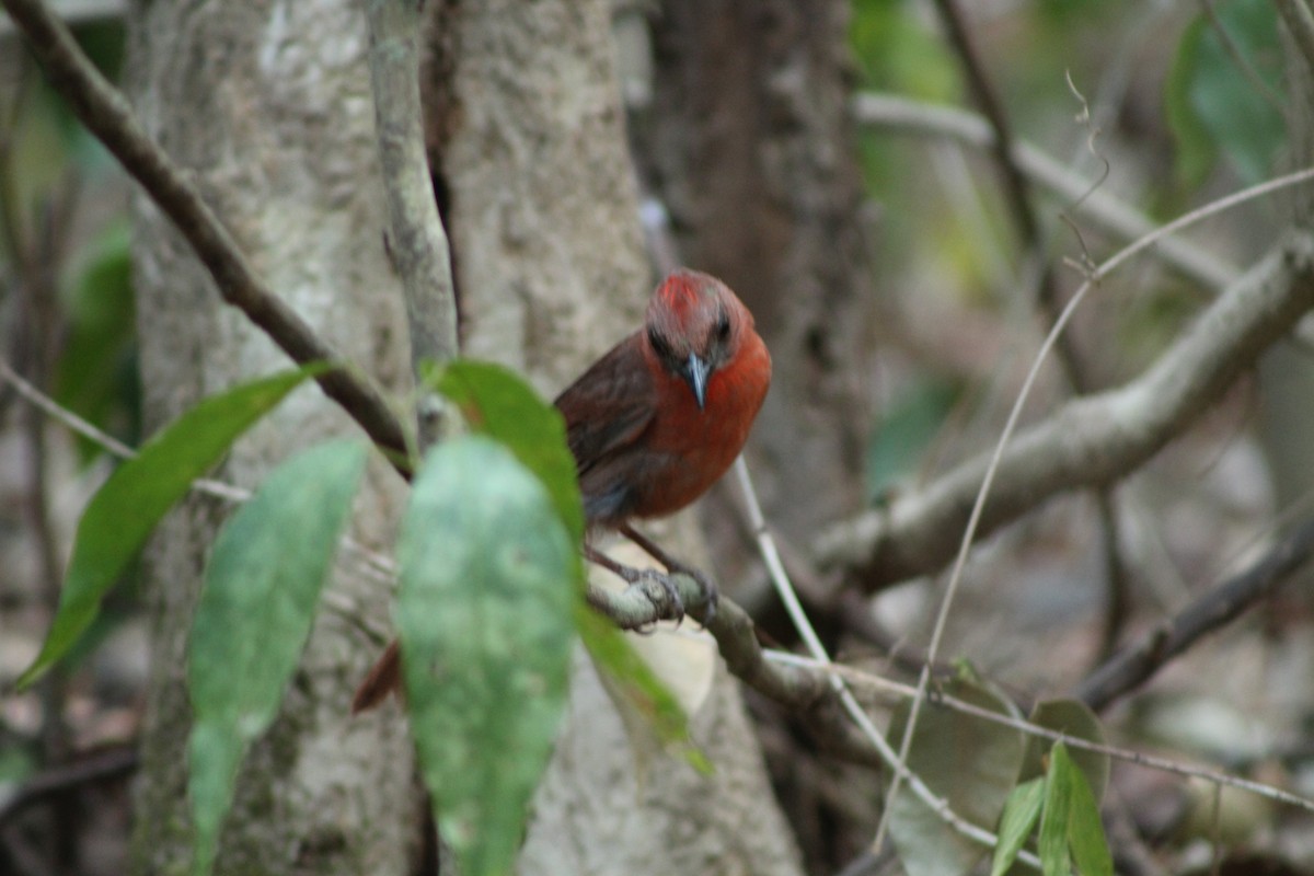 Red-throated Ant-Tanager - ML228775991