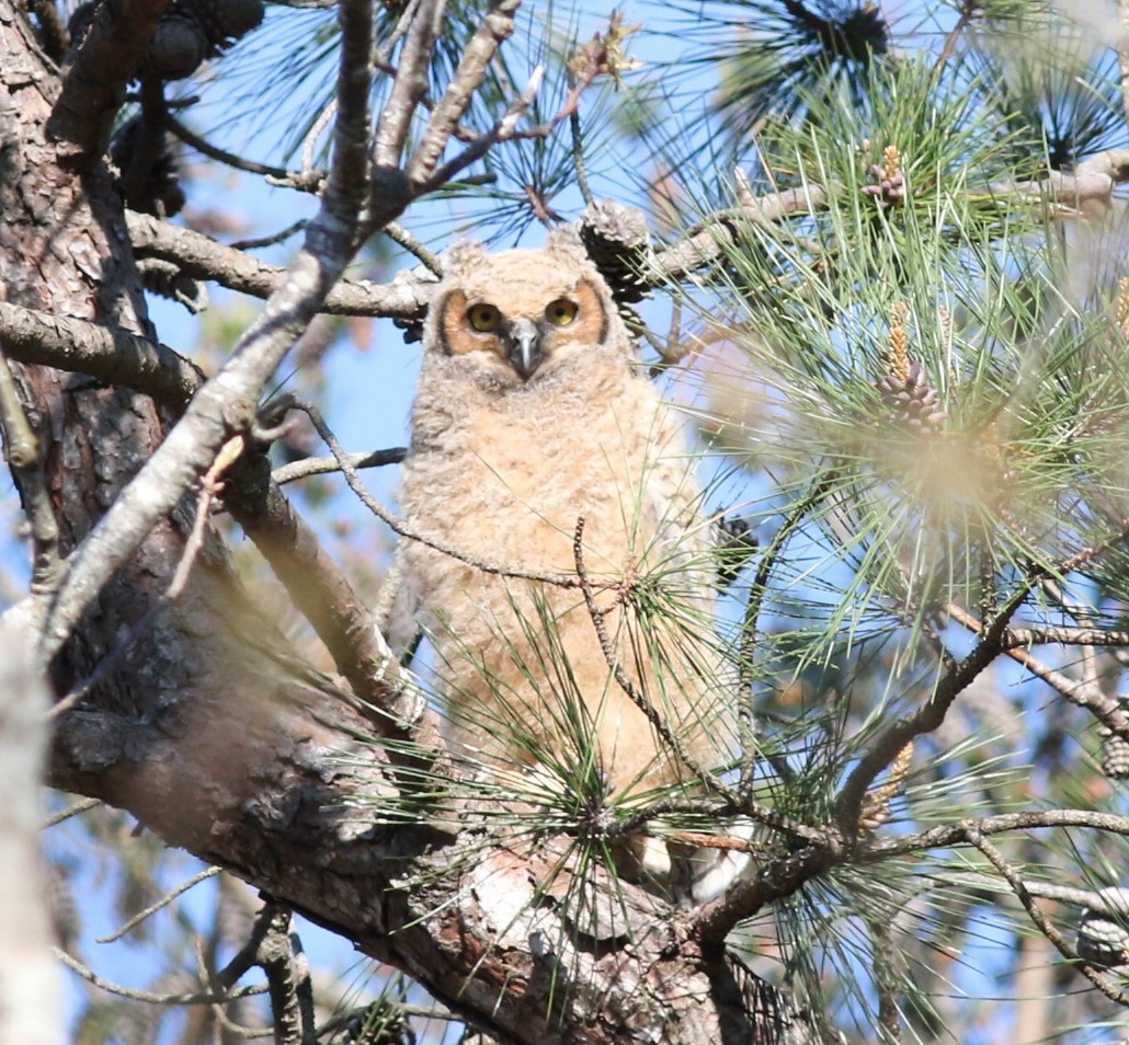 Great Horned Owl - ML228776561