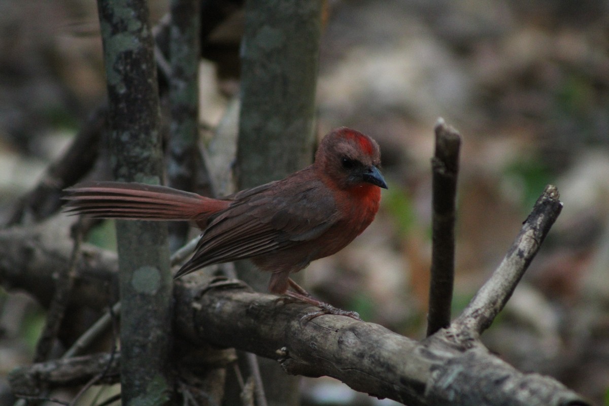 Red-throated Ant-Tanager - ML228779581