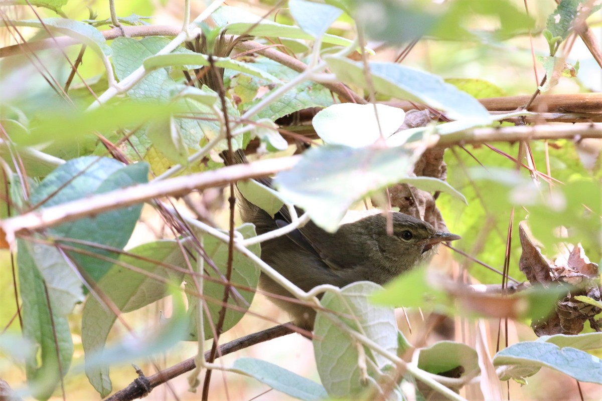Malagasy Brush-Warbler (Malagasy) - ML228782981