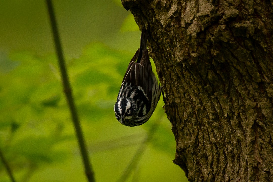 Black-and-white Warbler - ML228783341
