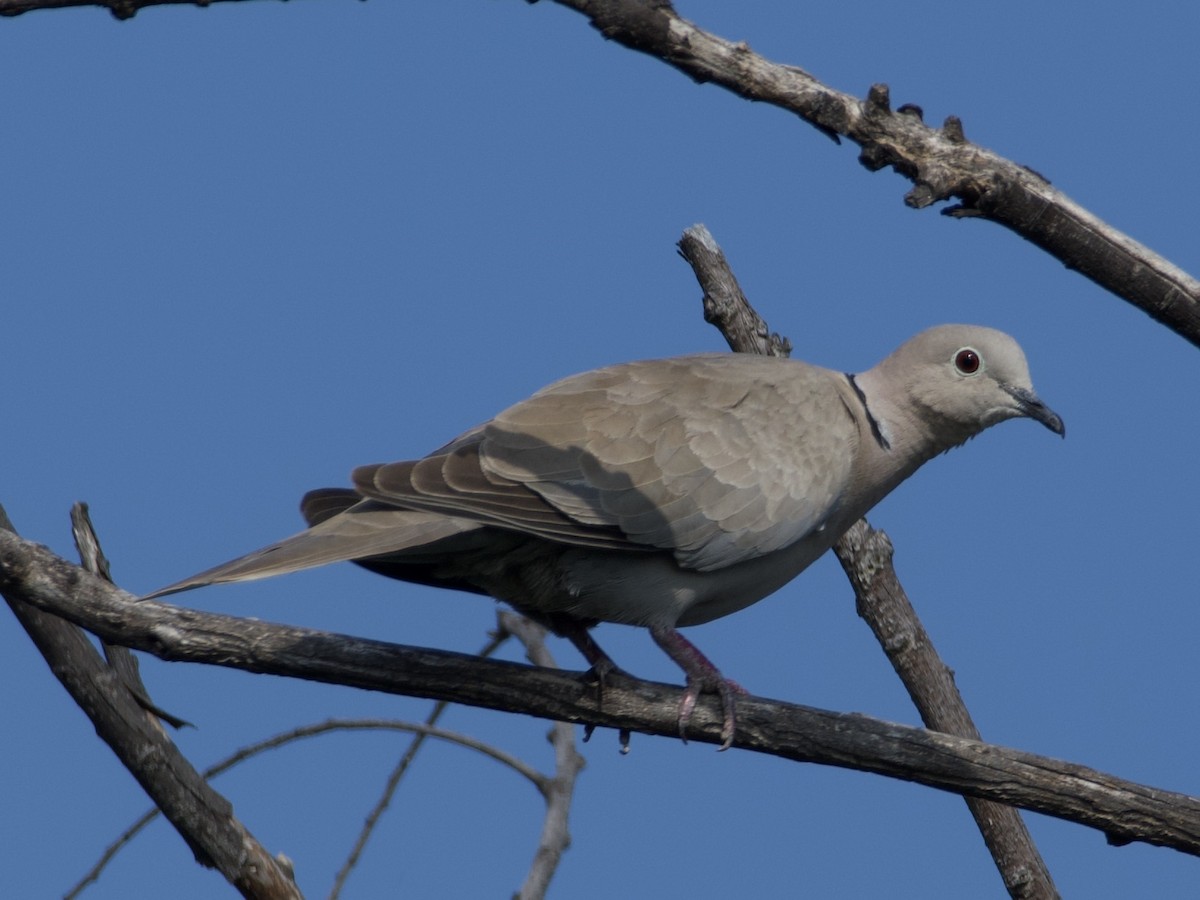 Eurasian Collared-Dove - william tyrer