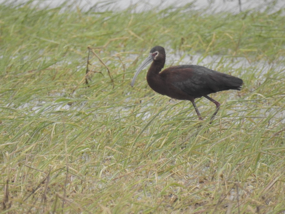 White-faced Ibis - Charles Sontag
