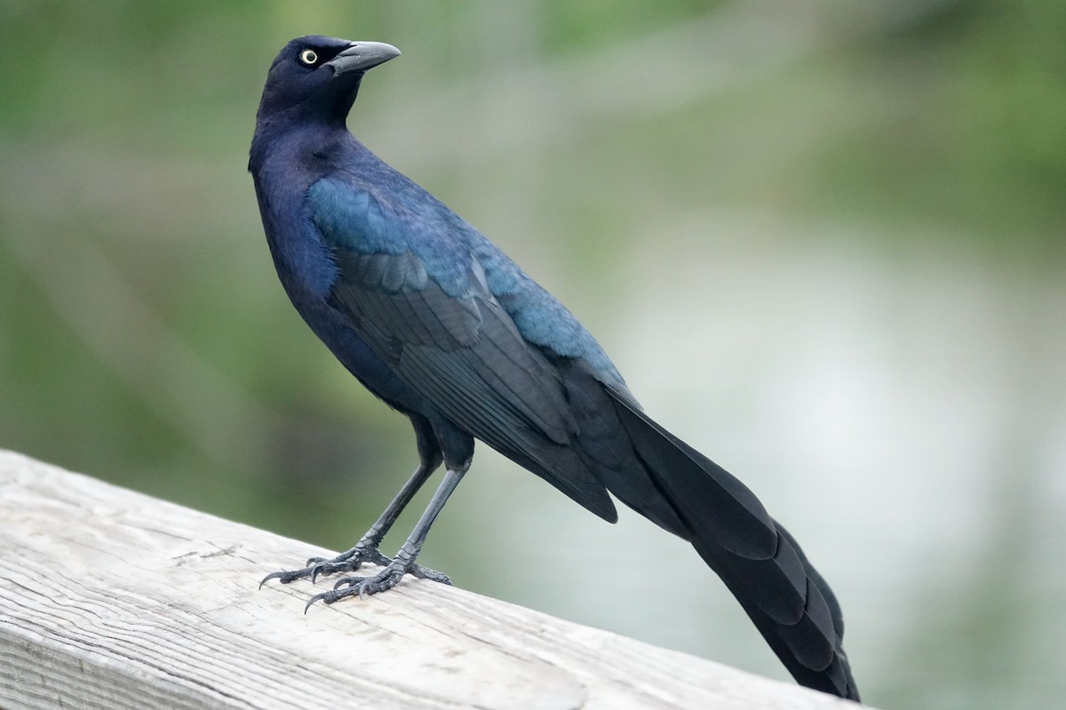 Great-tailed Grackle - ML228795241
