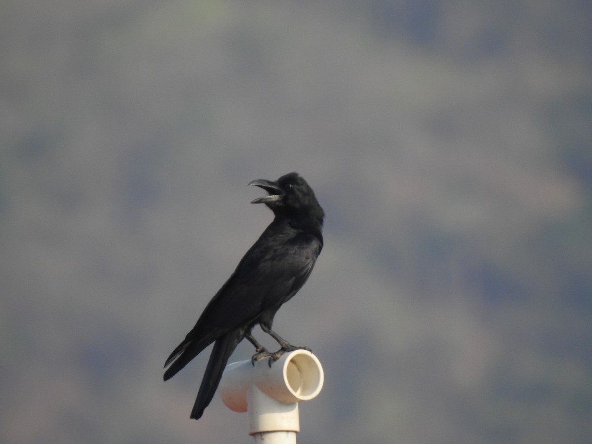 Large-billed Crow - Vinay K L