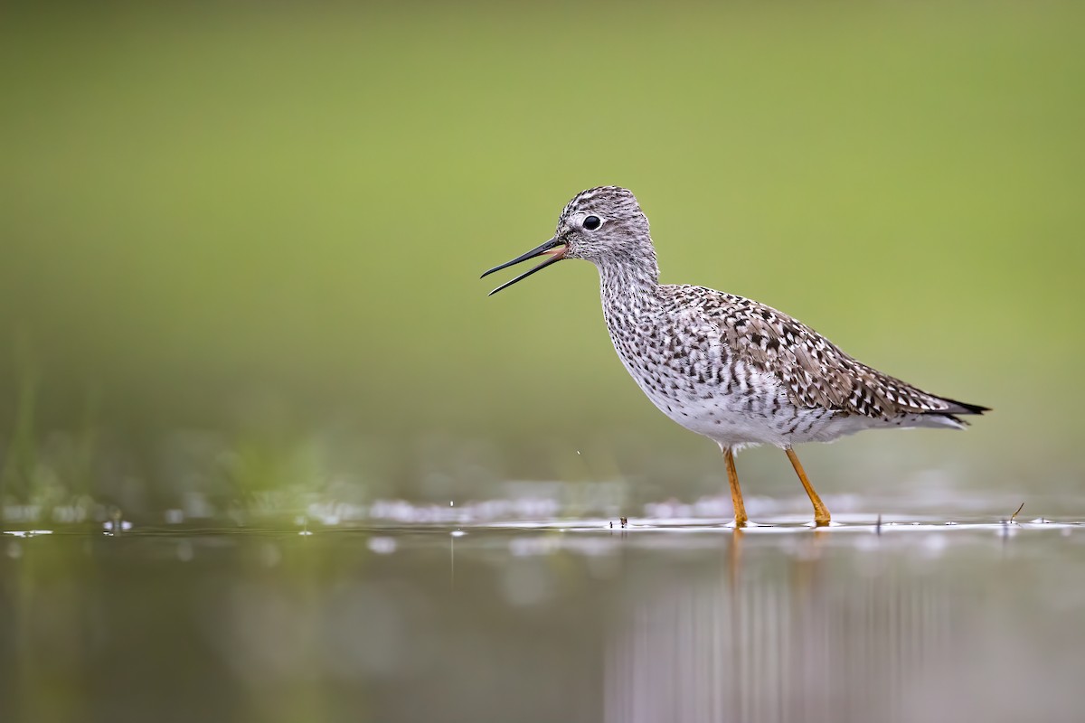 Lesser Yellowlegs - Ryan Sanderson