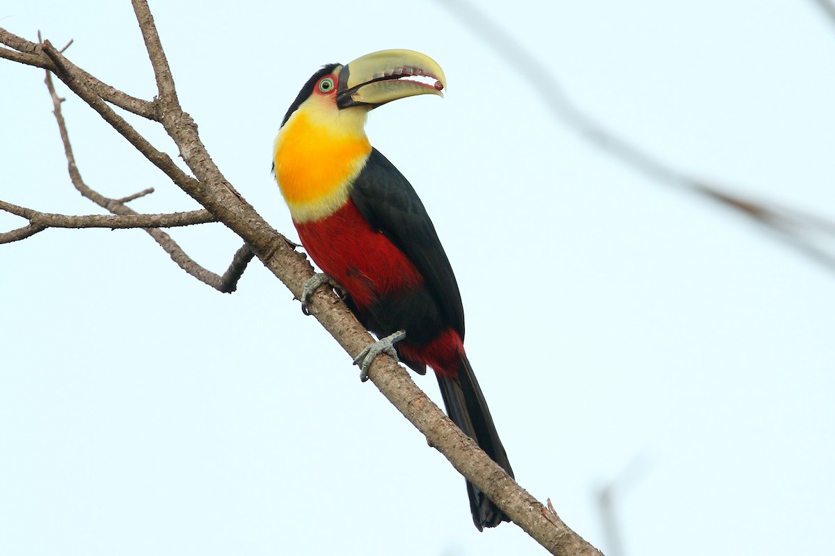 Red-breasted Toucan - ML228804351