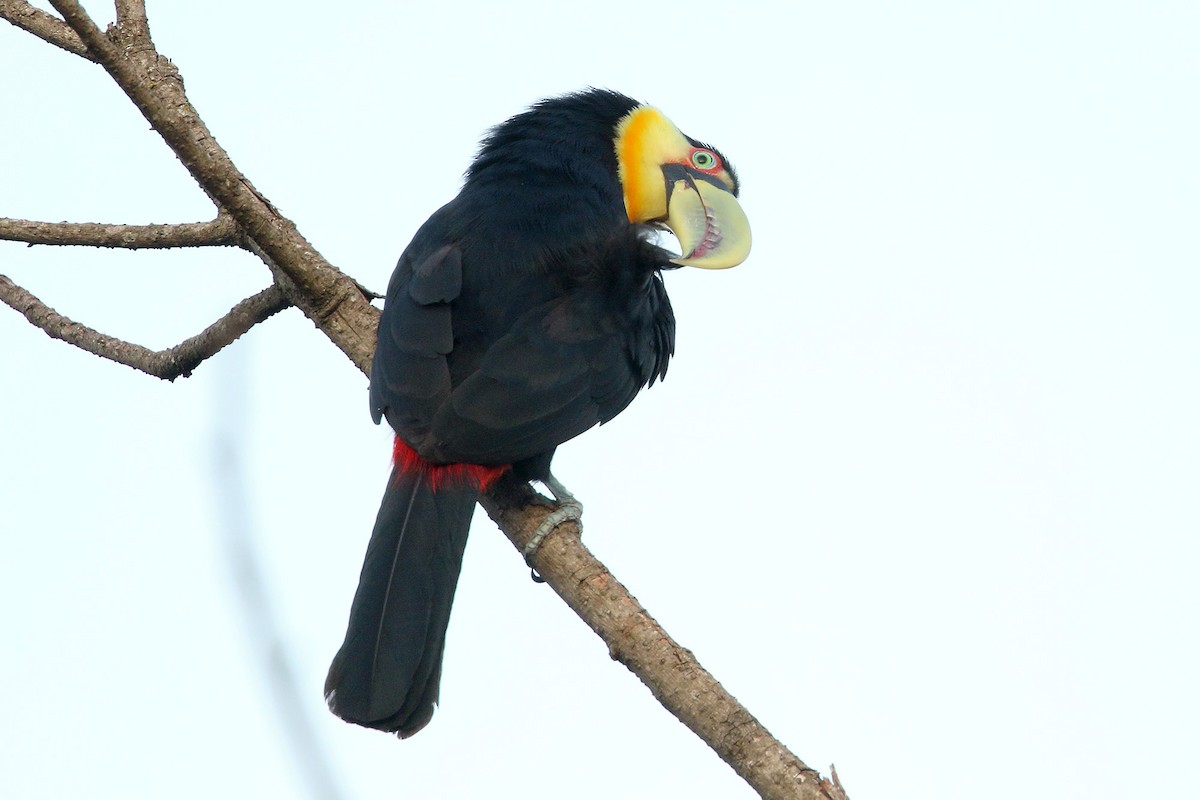Red-breasted Toucan - ML228804371