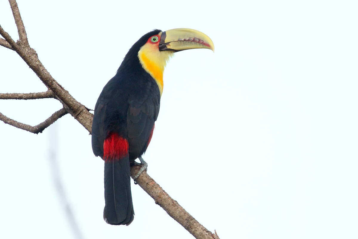 Red-breasted Toucan - ML228804391