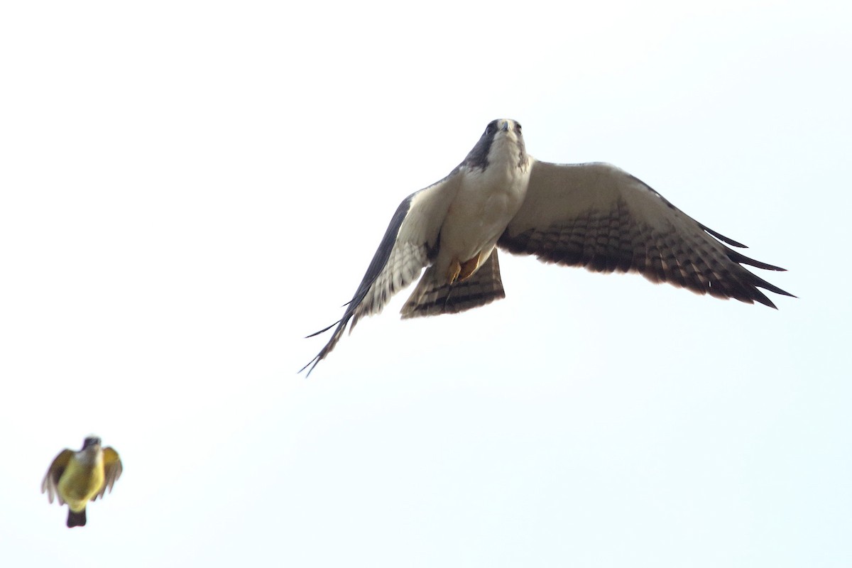 Short-tailed Hawk - Martjan Lammertink