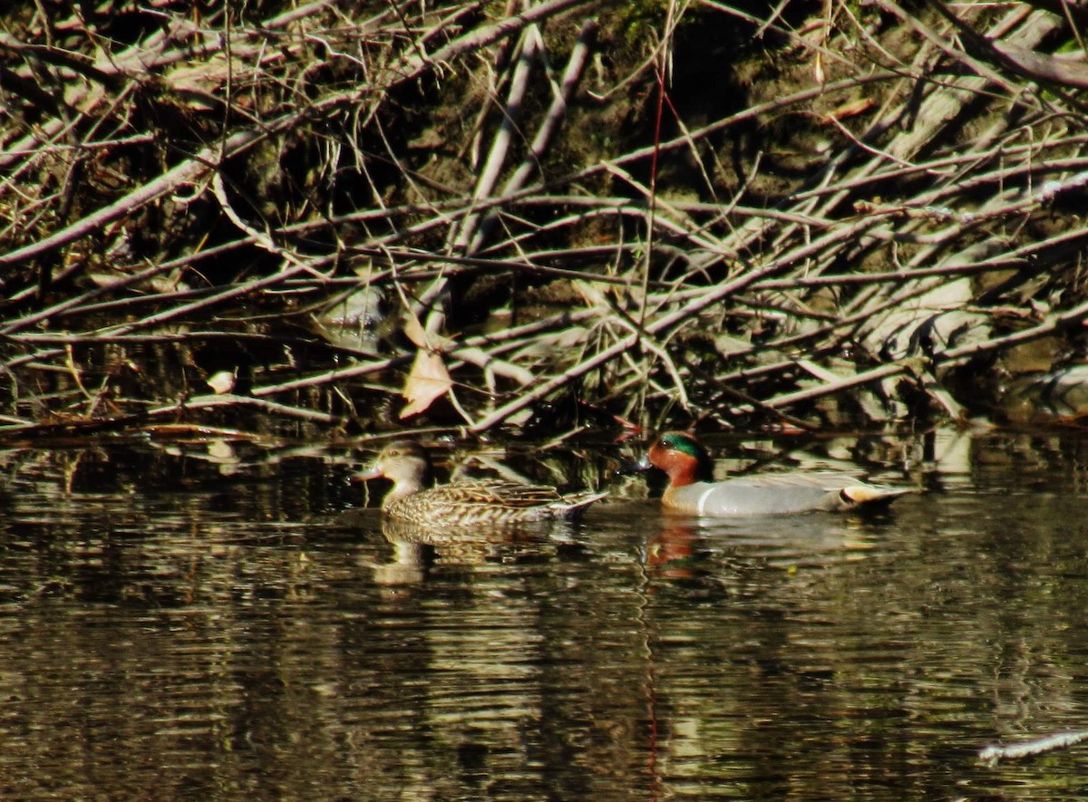 Green-winged Teal - ML228806801