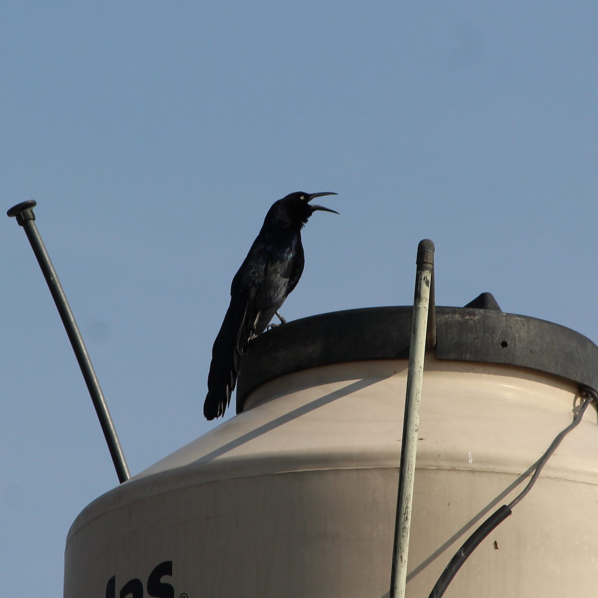 Great-tailed Grackle - ML228815311