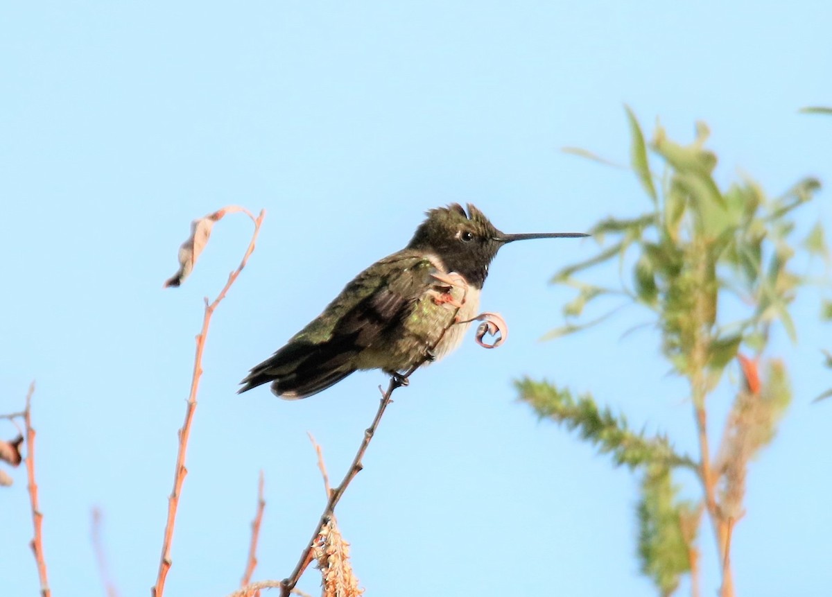 Black-chinned Hummingbird - Steve Stump
