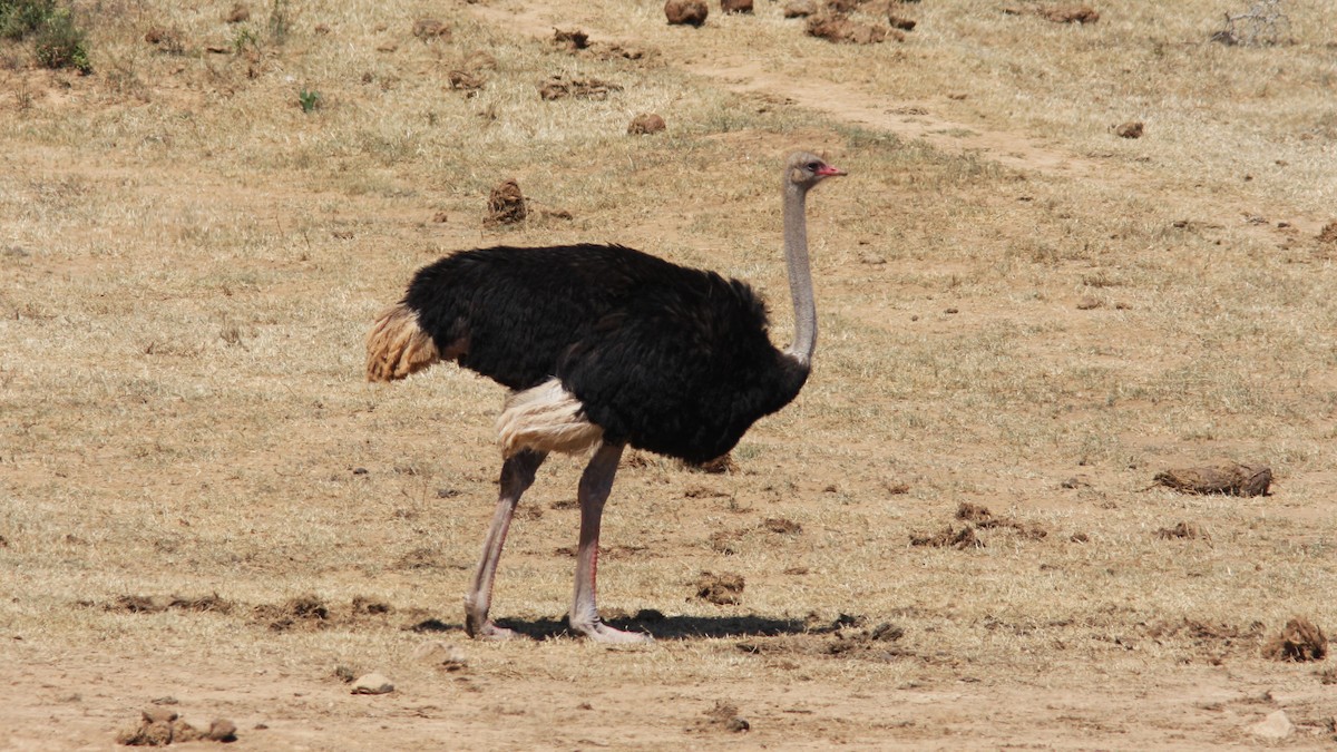 Африканский страус - ML22881751
