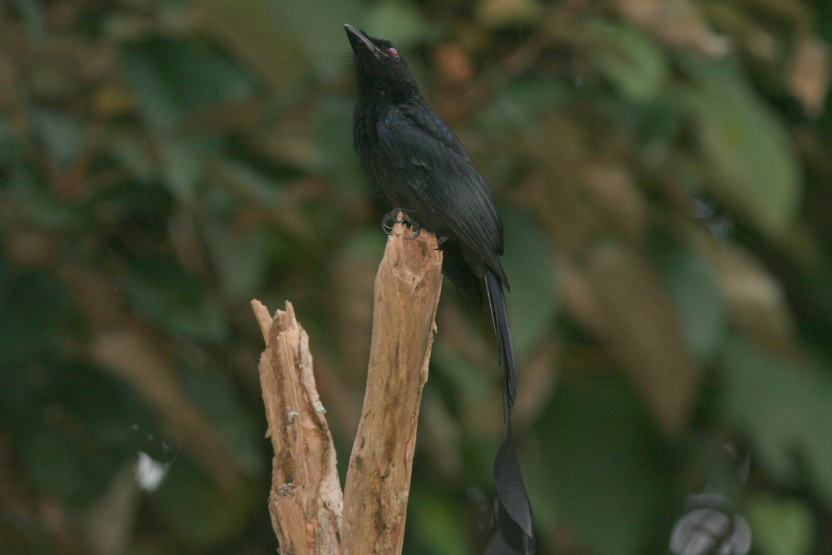 Greater Racket-tailed Drongo - george parker