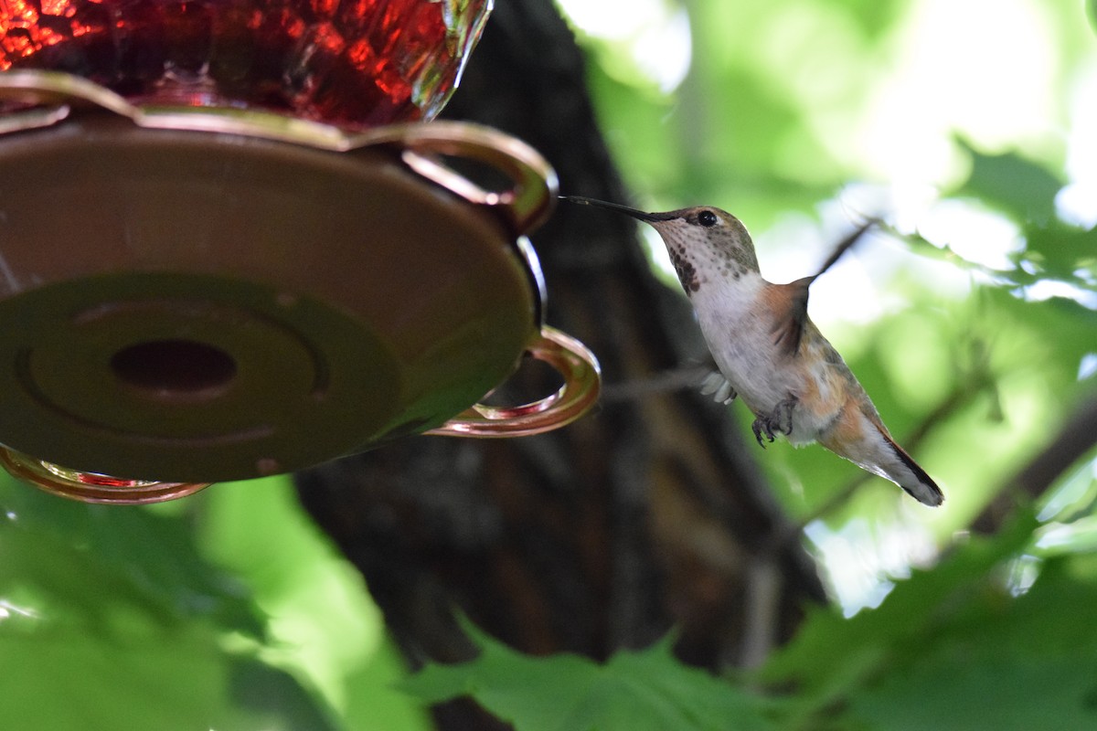 Rufous Hummingbird - ML228818021