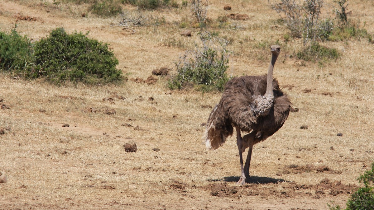 Common Ostrich - Daniel Jauvin